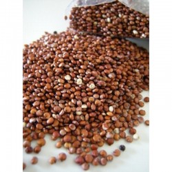 QUINOA VERMELHA EM GRÃOS 100g QUINOA VERMELHA EM GRÃOS 100g