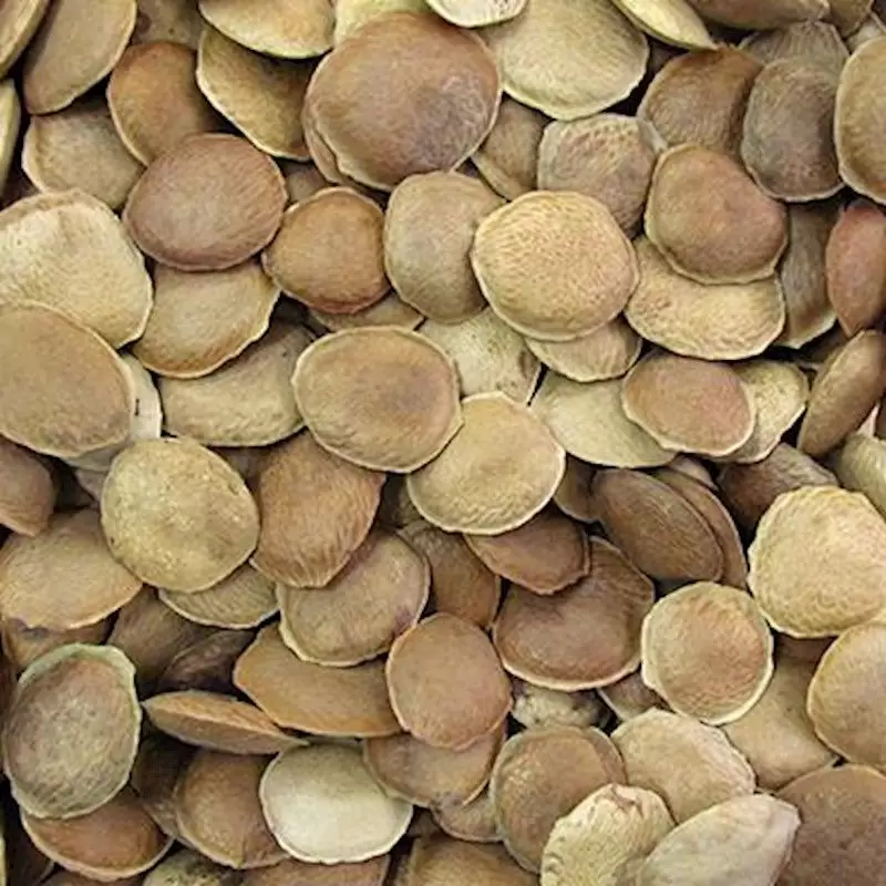 SUCUPIRA 100g